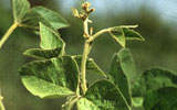 Soja-Pflanze Brasilien