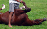 Thema Pferdehaltung, Brasilien