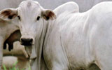 Thema Rinderhaltung, Brasilien