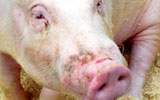 Thema Schweinehaltung, Brasilien